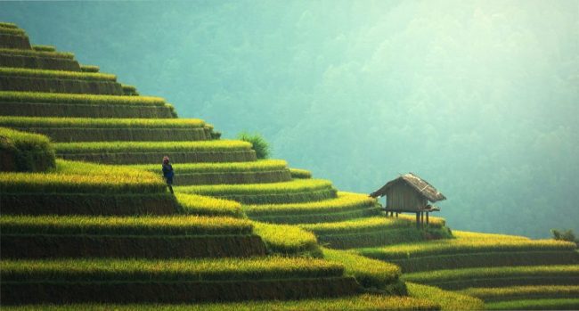 Chinapexels-pixabay-235648 (1) oncologie en acupunctuur Houten